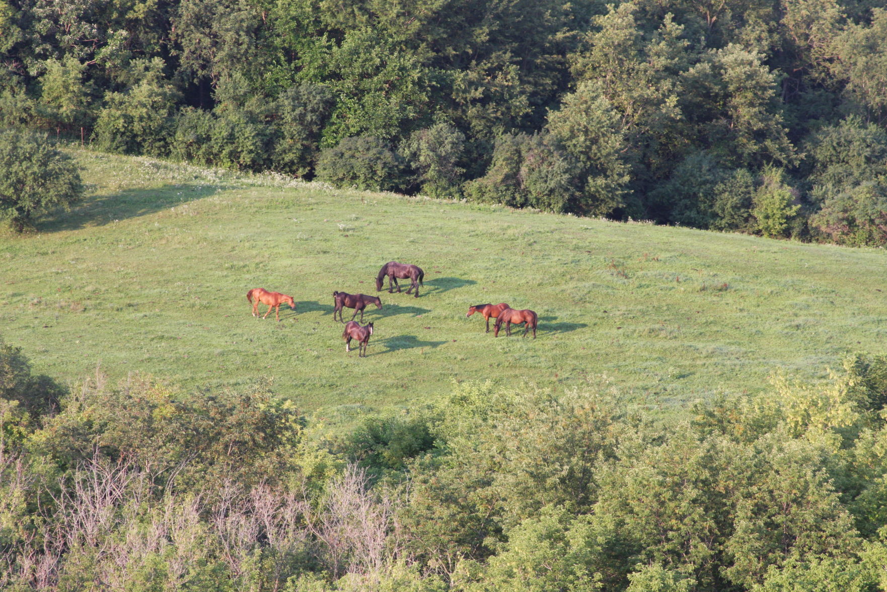 A few more horses